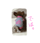 チワワのチップ君（個別スタンプ：14）