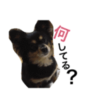 くうちゃん ミンチ 4（個別スタンプ：18）