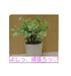 空と植物の日常会話（個別スタンプ：9）