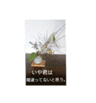 空と植物の日常会話（個別スタンプ：10）