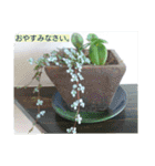 空と植物の日常会話（個別スタンプ：12）