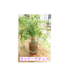 空と植物の日常会話（個別スタンプ：14）