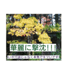 空と植物の日常会話（個別スタンプ：15）