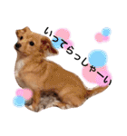 チワックス の くぅちゃん2（個別スタンプ：2）