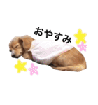 チワックス の くぅちゃん2（個別スタンプ：3）