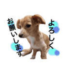 チワックス の くぅちゃん2（個別スタンプ：8）