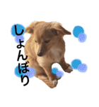 チワックス の くぅちゃん2（個別スタンプ：9）