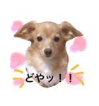 チワックス の くぅちゃん2（個別スタンプ：14）