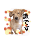 チワックス の くぅちゃん2（個別スタンプ：16）