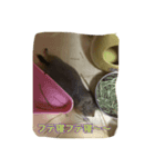 koronbaru byayumi（個別スタンプ：3）