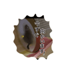 koronbaru byayumi（個別スタンプ：6）