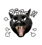 uchinoneko2（個別スタンプ：7）