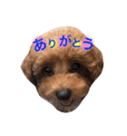 トイプードルのくぅちゃん（個別スタンプ：3）