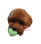 トイプードルのくぅちゃん（個別スタンプ：10）