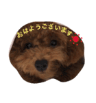 トイプードルのくぅちゃん（個別スタンプ：11）