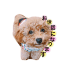 トイプードルのくぅちゃん（個別スタンプ：12）