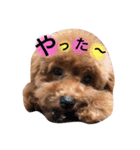 トイプードルのくぅちゃん（個別スタンプ：16）