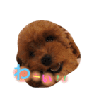 トイプードルのくぅちゃん（個別スタンプ：17）