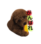 トイプードルのくぅちゃん（個別スタンプ：20）