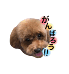 トイプードルのくぅちゃん（個別スタンプ：21）