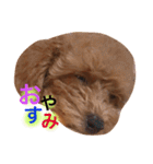 トイプードルのくぅちゃん（個別スタンプ：22）
