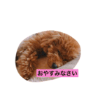 トイプードルのくぅちゃん（個別スタンプ：23）