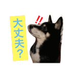 黒柴スタンプ（個別スタンプ：2）