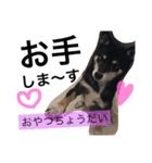 黒柴スタンプ（個別スタンプ：3）