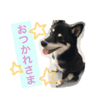 黒柴スタンプ（個別スタンプ：5）