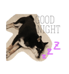 黒柴スタンプ（個別スタンプ：7）