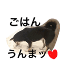 黒柴スタンプ（個別スタンプ：10）
