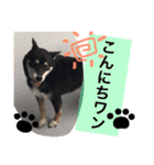 黒柴スタンプ（個別スタンプ：15）