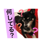 黒柴スタンプ（個別スタンプ：17）