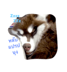 bozothehusky（個別スタンプ：1）