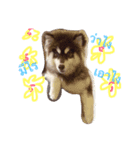 bozothehusky（個別スタンプ：2）