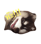 bozothehusky（個別スタンプ：3）