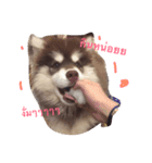 bozothehusky（個別スタンプ：4）