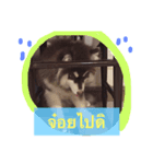 bozothehusky（個別スタンプ：5）