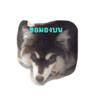 bozothehusky（個別スタンプ：6）