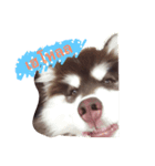 bozothehusky（個別スタンプ：7）