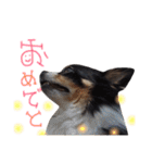 ぷうさん FAMILY！！（個別スタンプ：22）