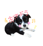 ぷうさん FAMILY！！（個別スタンプ：26）
