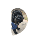 nico of cavapoooo！（個別スタンプ：2）