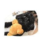 nico of cavapoooo！（個別スタンプ：4）