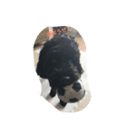 nico of cavapoooo！（個別スタンプ：5）