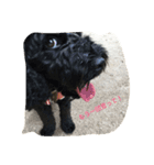 nico of cavapoooo！（個別スタンプ：6）