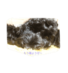 nico of cavapoooo！（個別スタンプ：7）
