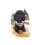 nico of cavapoooo！（個別スタンプ：8）