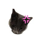 猫 にゃんスタンプ（個別スタンプ：1）