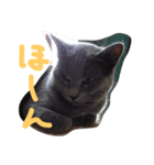 猫 にゃんスタンプ（個別スタンプ：6）